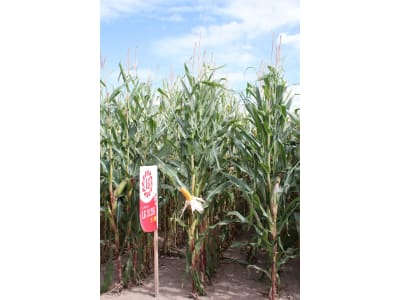 Mais-Saatgut Limagrain LG 31256    (S 250; K 240)
