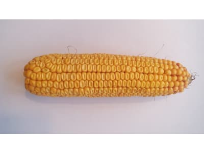 Mais-Saatgut Planterra PM Vasari    (ca. K 250)