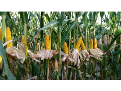 Mais-Saatgut Syngenta SY Pandoras    (ca. S 250; ca. K 250)