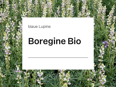 Blaue Lupine Boregine ZS Bio bitterstoffarm; Blütenfarbe weiß; höchste Kornerträge und Eiweißerträge Blaue Lupine Boregine ZS Bio bitterstoffarm; Blütenfarbe weiß; höchste Kornerträge und Eiweißerträge