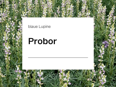 Blaue Lupine Saatgut Probor ZS bitterstoffarm; Blütenfarbe blau; höchster Rohproteingehalt; hohe bis sehr hohe Rohproteinerträge; mittlere bis hohe Kornerträge Blaue Lupine Saatgut Probor ZS bitterstoffarm; Blütenfarbe blau; höchster Rohproteingehalt; hohe bis sehr hohe Rohproteinerträge; mittlere bis hohe Kornerträge
