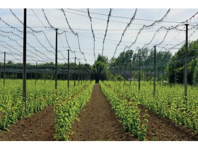 BayWa Bewässerungssystem - Starterpaket: Tropfbewässerung für Hopfen BayWa Bewässerungssystem - Starterpaket: Tropfbewässerung für Hopfen
