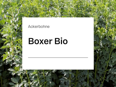 Ackerbohne Boxer Z2 Bio frühblühend; kurzer Wuchs; gute Standfestigkeit Ackerbohne Boxer Z2 Bio frühblühend; kurzer Wuchs; gute Standfestigkeit