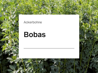 Ackerbohne Bobas ZS Ackerbohne Bobas ZS