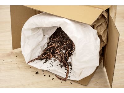 NEUDORFF Kompostwürmer zur Kompostierung von Küchen- und weichen Gartenabfällen NEUDORFF Kompostwürmer zur Kompostierung von Küchen- und weichen Gartenabfällen