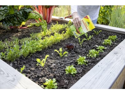 NEUDORFF Ferramol Schneckenkorn 500 g Schachtel Bio, Schnecken und Nacktschnecken natürlich bekämpfen, auch im ökologischen Landbau 100 m²