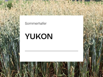 Sommerhafer Saatgut Yukon Sommerhafer Saatgut Yukon