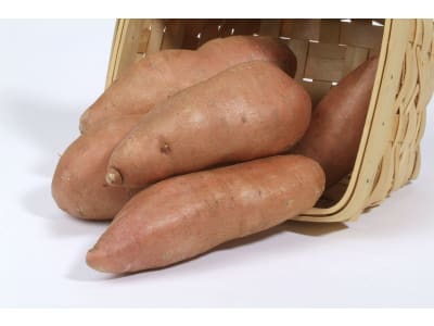 Süßkartoffel Setzlinge Evangeline Bio süßeste Sorte mit orangenem Fruchtfleisch (Palette mit 84 Jungpflanzen) Süßkartoffel Setzlinge Evangeline Bio süßeste Sorte mit orangenem Fruchtfleisch (Palette mit 84 Jungpflanzen)