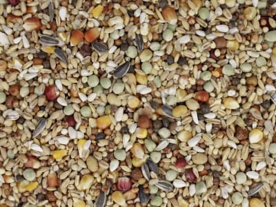 GALLUGOLD Tauben Allround Fit OG Allroundfutter für Zucht, Reise und Mauser mit schneller Energieversorgung Körner 25 kg Sack GALLUGOLD Tauben Allround Fit OG Allroundfutter für Zucht, Reise und Mauser mit schneller Energieversorgung Körner 25 kg Sack