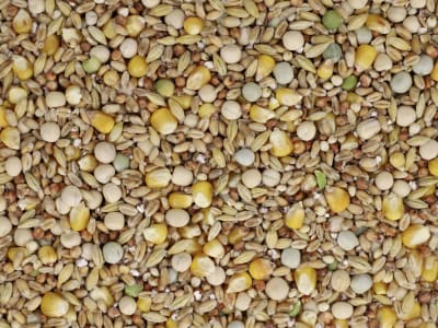 GALLUGOLD Tauben Standard OG Körner 25 kg Sack GALLUGOLD Tauben Standard OG Körner 25 kg Sack