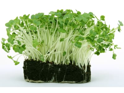 Kresse Samen Mega (großblättrig) 1 kg Sack ungebeizt Gartenkresse, Keimsprossen Kresse Samen Mega (großblättrig) 1 kg Sack ungebeizt Gartenkresse, Keimsprossen