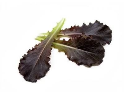 Babyleaf Salatsamen Batavia Oxana Babyleaf Salatsamen Batavia Oxana