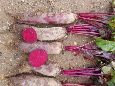 Rote Beete Samen Forono Rote Beete Samen Forono