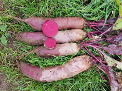 Rote Beete Samen Kosak Rote Beete Samen Kosak