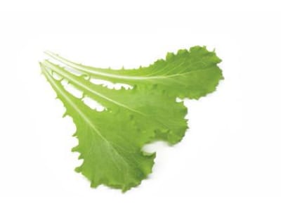 Babyleaf Salatsamen Batavia Afrodite Babyleaf Salatsamen Batavia Afrodite