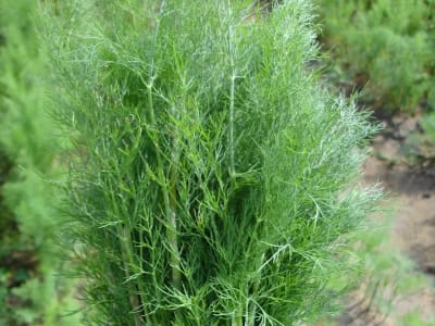 Dill Samen Annette Dill Samen Annette