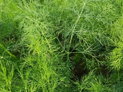 Dill Samen Dinos Dill Samen Dinos