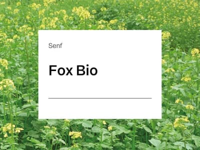 Senf Saatgut Fox (nematodenresistent) ZS Bio 25 kg Sack Senf Saatgut Fox (nematodenresistent) ZS Bio 25 kg Sack