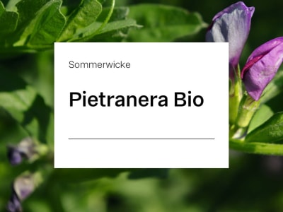 Sommerwicken Saatgut Pietranera ZS Bio 25 kg Sack Sommerwicken Saatgut Pietranera ZS Bio 25 kg Sack