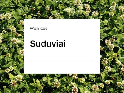 Weissklee Saatgut Suduviai ZS 25 kg Sack Weissklee Saatgut Suduviai ZS 25 kg Sack