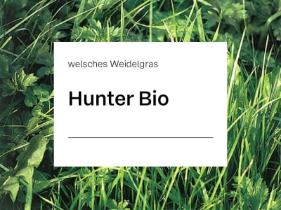 Welsches Weidelgras Saatgut Hunter (tetraploid) ZS Bio 25 kg Sack Welsches Weidelgras Saatgut Hunter (tetraploid) ZS Bio 25 kg Sack