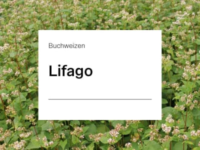 Buchweizen Saatgut Lifago ZS ungebeizt 25 kg Sack Buchweizen Saatgut Lifago ZS ungebeizt 25 kg Sack