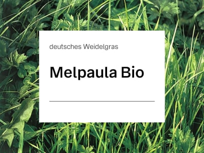 Die Top Auswahlmöglichkeiten - Finden Sie hier die Weidelgras samen entsprechend Ihrer Wünsche