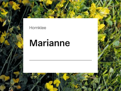 Hornklee Saatgut Marianne ZS 25 kg Sack Hornklee Saatgut Marianne ZS 25 kg Sack