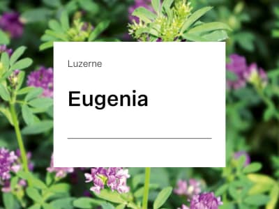 Luzerne Saatgut Eugenia ZS 25 kg Sack Luzerne Saatgut Eugenia ZS 25 kg Sack