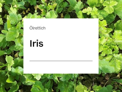 Ölrettich Saatgut Iris ZS ungebeizt 25 kg Sack Ölrettich Saatgut Iris ZS ungebeizt 25 kg Sack