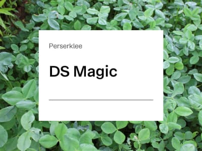 Perserklee Saatgut DS Magic ZS  25 kg Sack  