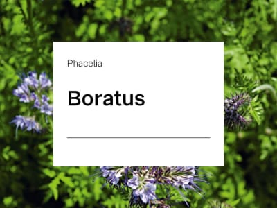 Phacelia Samen Boratus ZS ungebeizt 25 kg Sack Phacelia Samen Boratus ZS ungebeizt 25 kg Sack