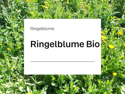Ringelblumen Saatgut (ungefüllt) Bio 25 kg Sack Ringelblumen Saatgut (ungefüllt) Bio 25 kg Sack