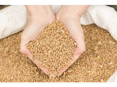 Futtermittelanalyse Getreide (Weizen, Gerste, Rogge, Triticale) Serviceleistung Futtermittelanalyse Getreide (Weizen, Gerste, Rogge, Triticale) Serviceleistung