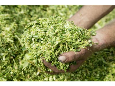 Grundfutteranalyse Maissilage Serviceleistung Grundfutteranalyse Maissilage Serviceleistung