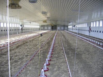 Geflügelstall, Gebäudehülle/komplett schlüsselfertig Geflügelstall, Gebäudehülle/komplett schlüsselfertig