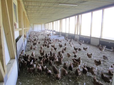 Geflügelstall, Gebäudehülle/komplett schlüsselfertig Geflügelstall, Gebäudehülle/komplett schlüsselfertig