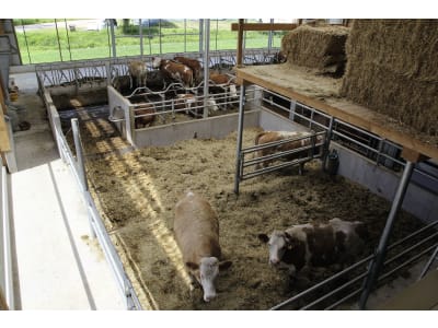 Milchviehstall, komplett schlüsselfertig Milchviehstall, komplett schlüsselfertig
