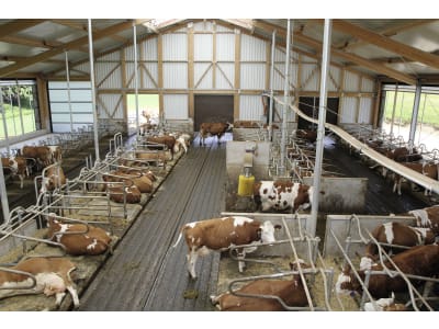 Milchviehstall, komplett schlüsselfertig Milchviehstall, komplett schlüsselfertig