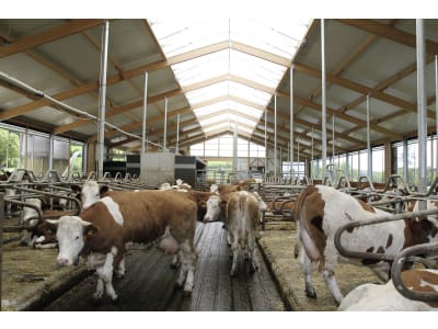 Milchviehstall, komplett schlüsselfertig Milchviehstall, komplett schlüsselfertig