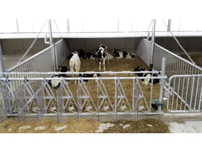Kälberstall/Jungviehstall, Gebäudehülle/komplett schlüsselfertig Kälberstall/Jungviehstall, Gebäudehülle/komplett schlüsselfertig