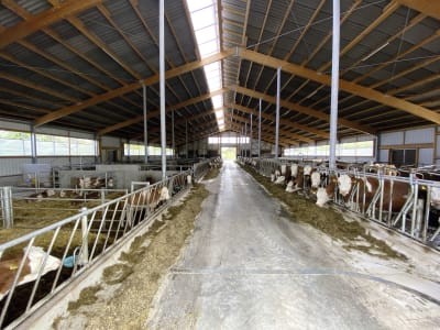 Kälberstall/Jungviehstall, Gebäudehülle/komplett schlüsselfertig Kälberstall/Jungviehstall, Gebäudehülle/komplett schlüsselfertig