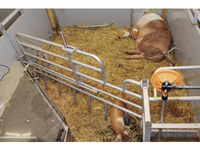 Schweinestall, Gebäudehülle/komplett schlüsselfertig Schweinestall, Gebäudehülle/komplett schlüsselfertig