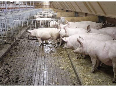 Schweinestall, Gebäudehülle/komplett schlüsselfertig