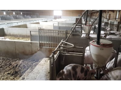 Schweinestall, Gebäudehülle/komplett schlüsselfertig Schweinestall, Gebäudehülle/komplett schlüsselfertig