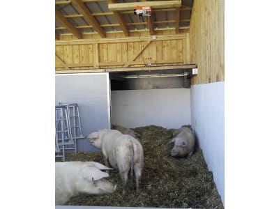 Schweinestall, Gebäudehülle/komplett schlüsselfertig Schweinestall, Gebäudehülle/komplett schlüsselfertig