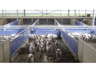 Schweinestall, Gebäudehülle/komplett schlüsselfertig Schweinestall, Gebäudehülle/komplett schlüsselfertig