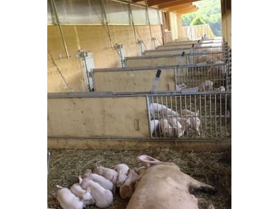Schweinestall, Gebäudehülle/komplett schlüsselfertig Schweinestall, Gebäudehülle/komplett schlüsselfertig