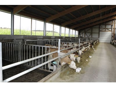 Bullenstall, Gebäudehülle/komplett schlüsselfertig Bullenstall, Gebäudehülle/komplett schlüsselfertig
