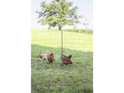 Ako Geflügelzaun "PoultryNet Premium" grün, mit Doppelspitze, stromführend Ako Geflügelzaun "PoultryNet Premium" grün, mit Doppelspitze, stromführend